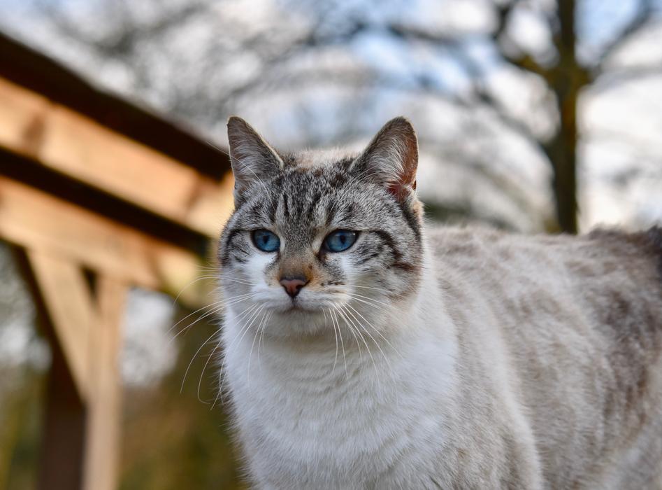 domestic purebred cat on a walk