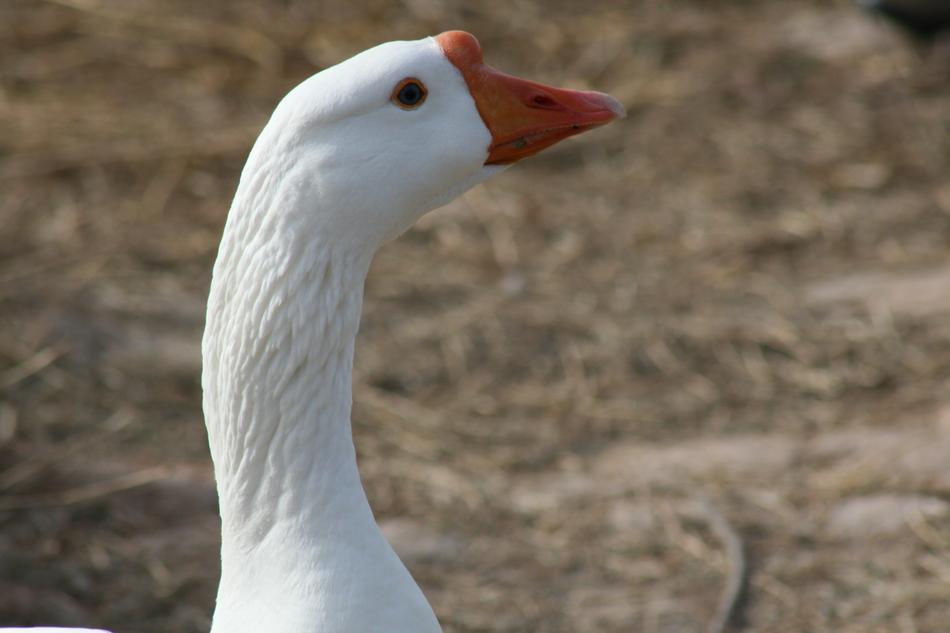 Goose Bird Nature