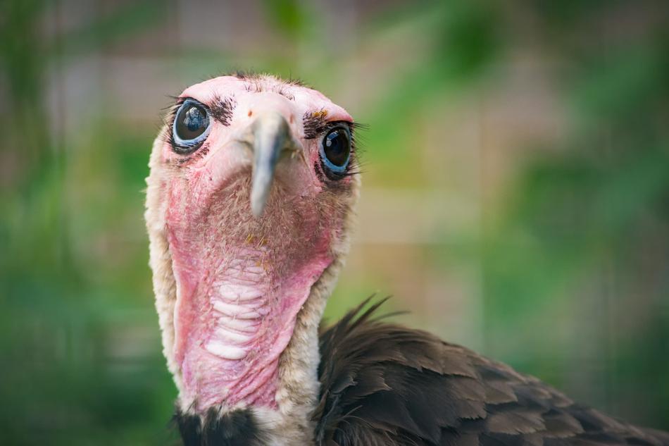 Vulture Cap Raptor Bird portrait