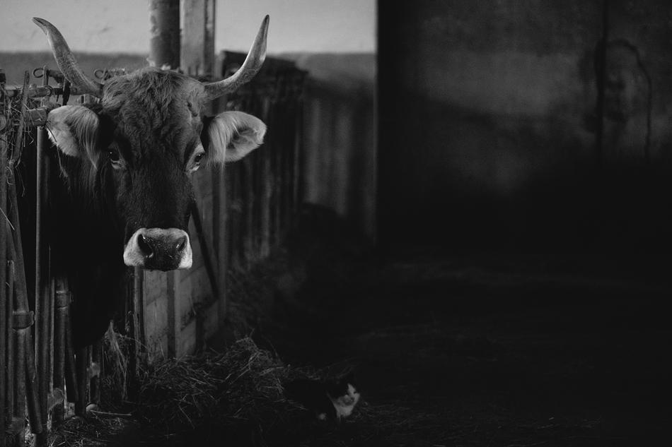 Cow Cat Barn