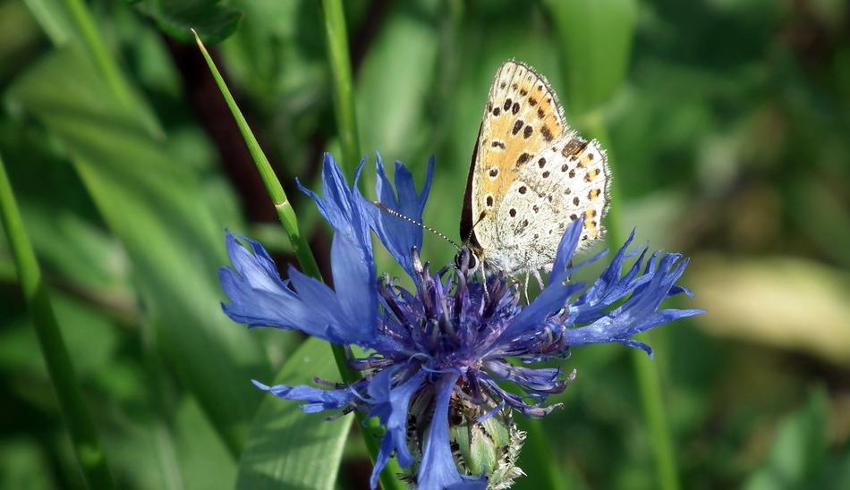Butterfly Insect Flower