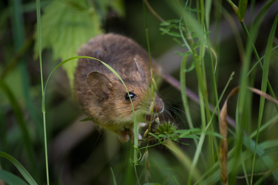 Mouse Close Up Fur