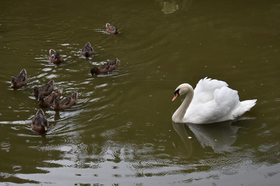 Swan White Duck