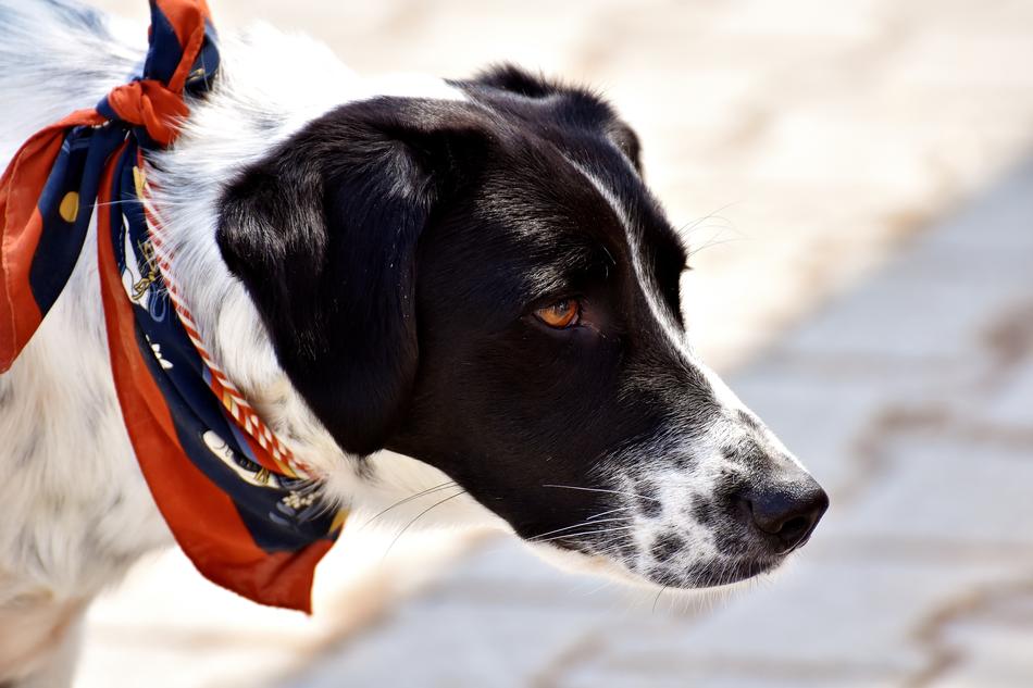 Dog Animal View