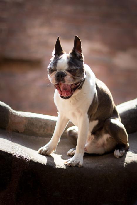 Dog Boston Terrier