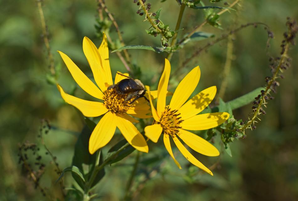 Bumblebee In Wild Sunflower Bee