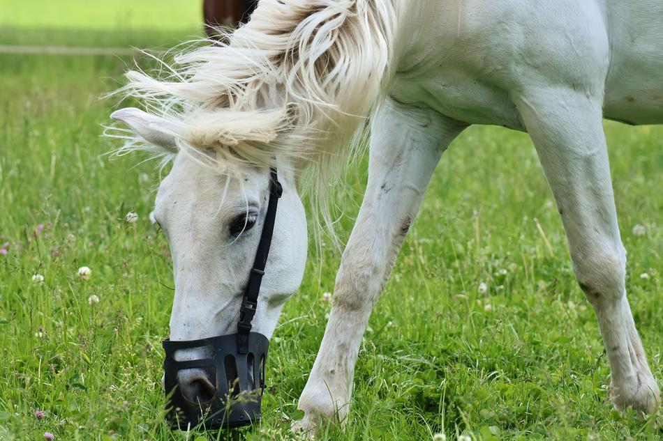 Mold Horses Romp