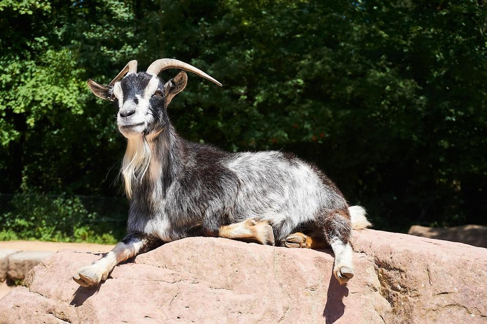 Goat Petting Zoo Animal