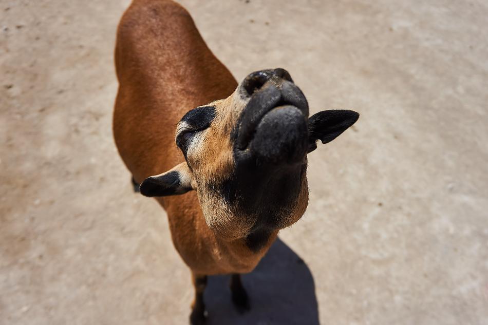 Goat Petting Zoo Animal