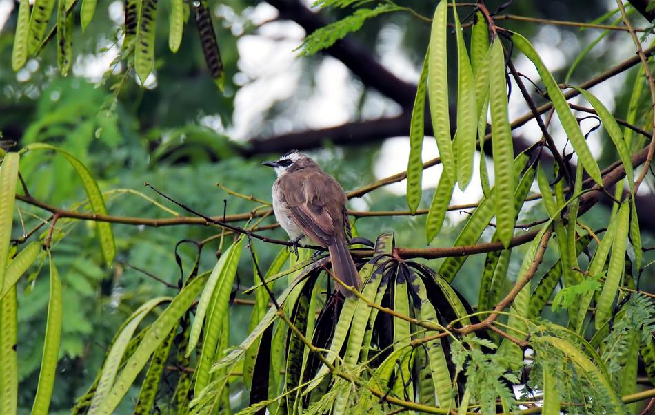 Bird Perched Wet