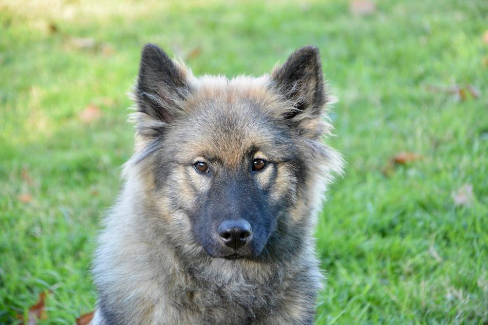Dog Eurasier Bitch Orlaya Blue