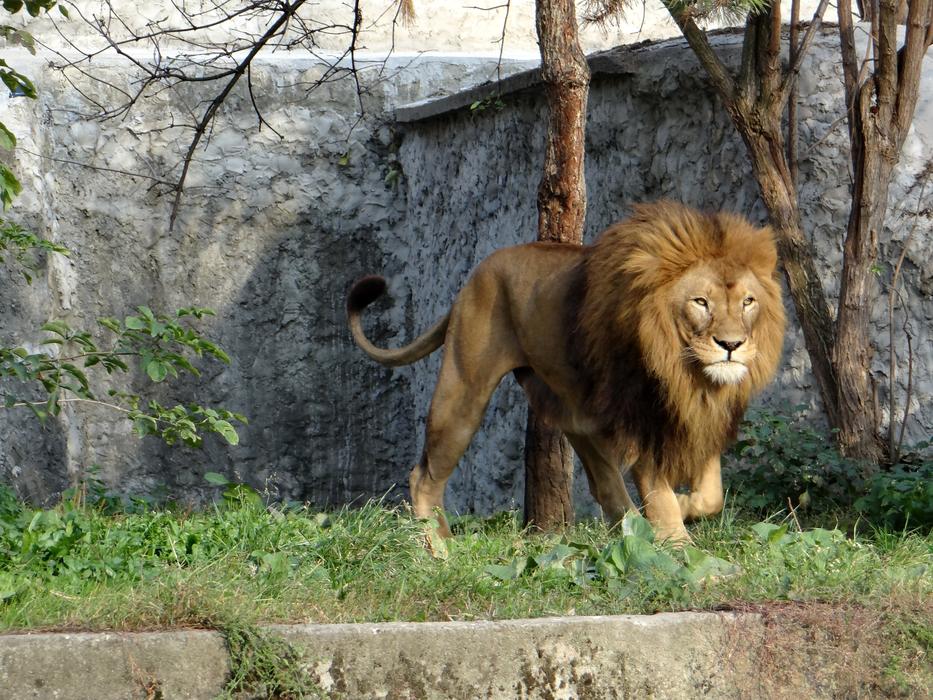 Lion Mammal The King Of Beasts