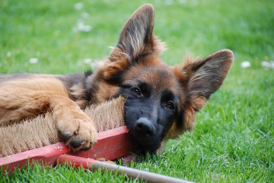 Dog German Shepherd Old