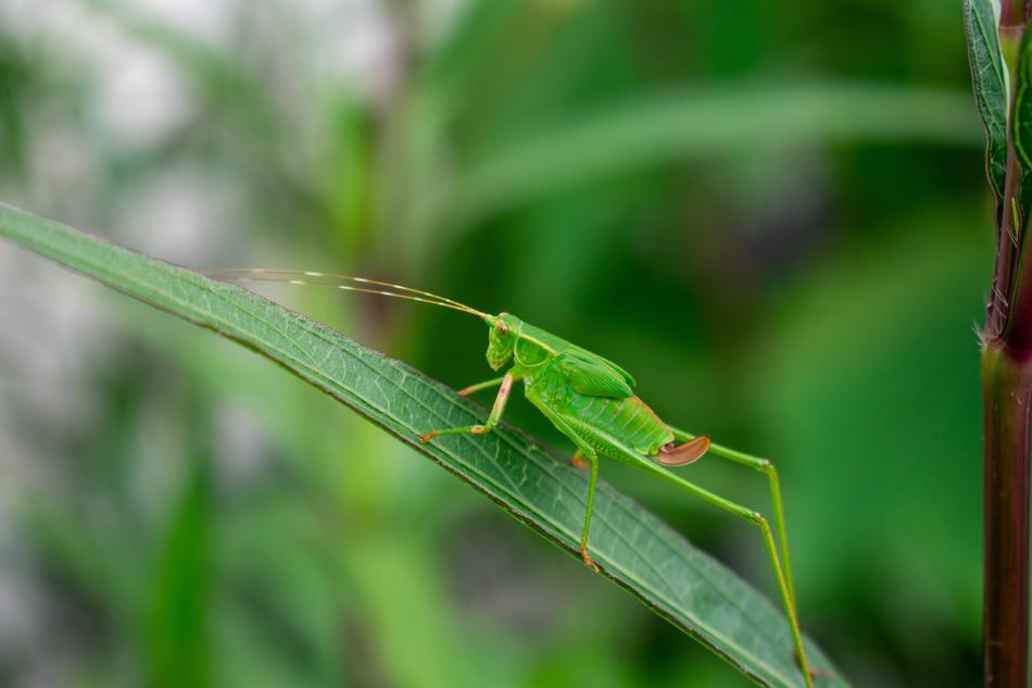 Grasshopper Animal Green