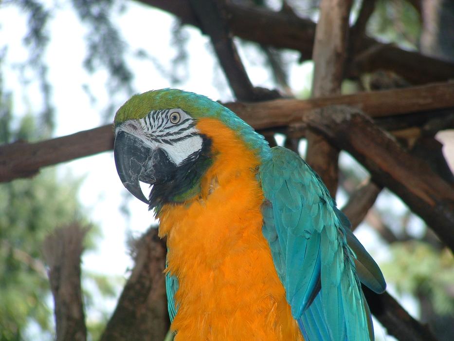 Colorful Parrot Bird