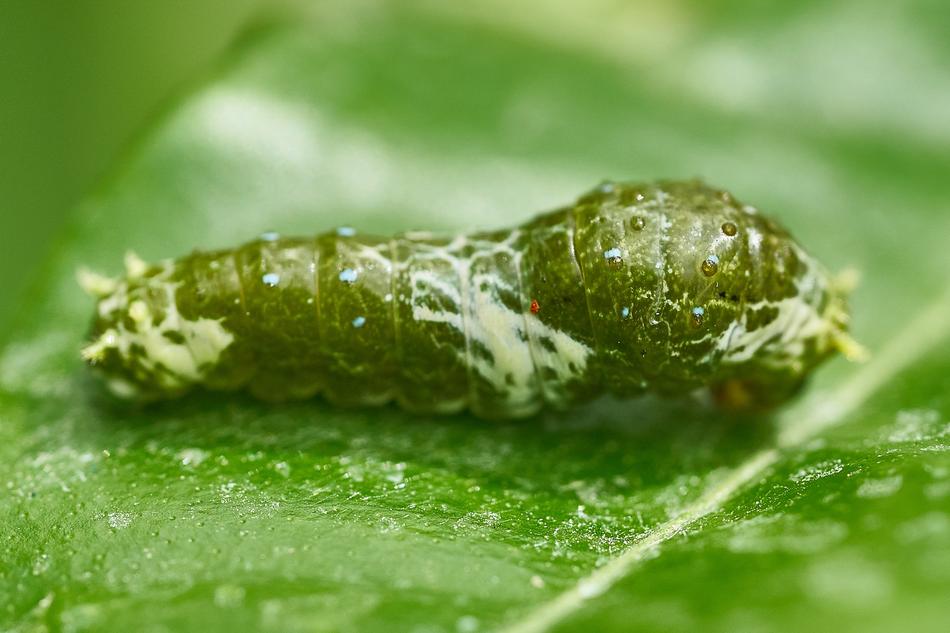 Caterpillar Butterfly Leaf