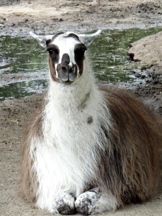 Lama Camelids Ungulates