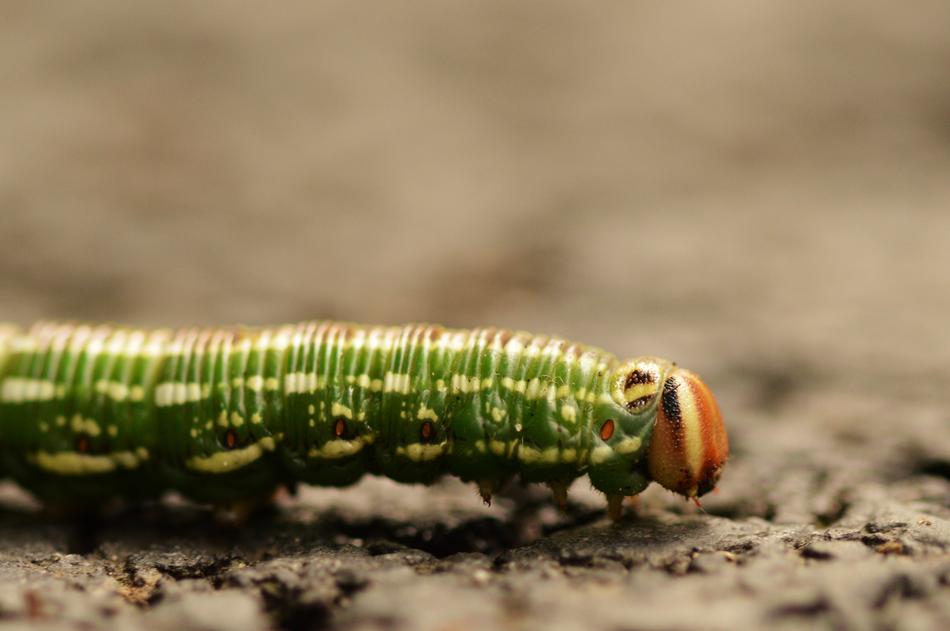 green Caterpillar Insect Macro