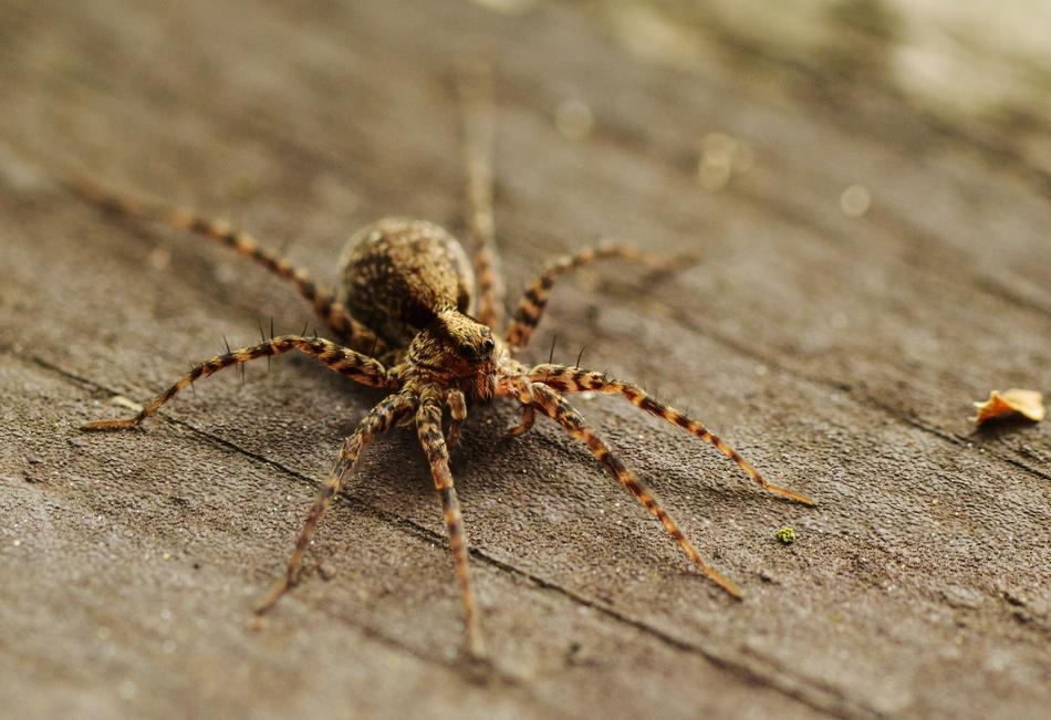 Spider Macro Insect