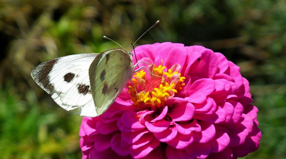 Butterfly Insect Flower