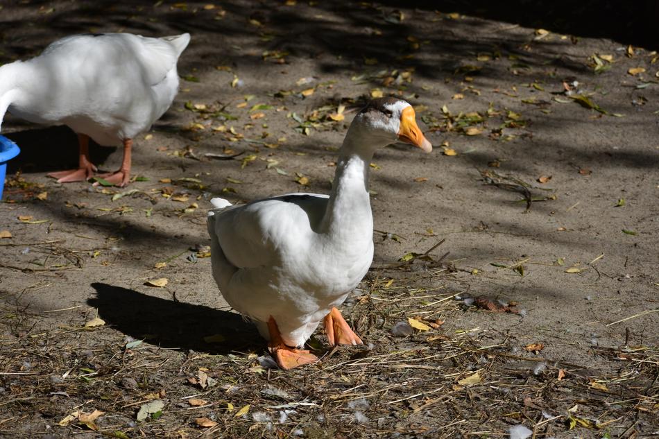 Goose Is Bird