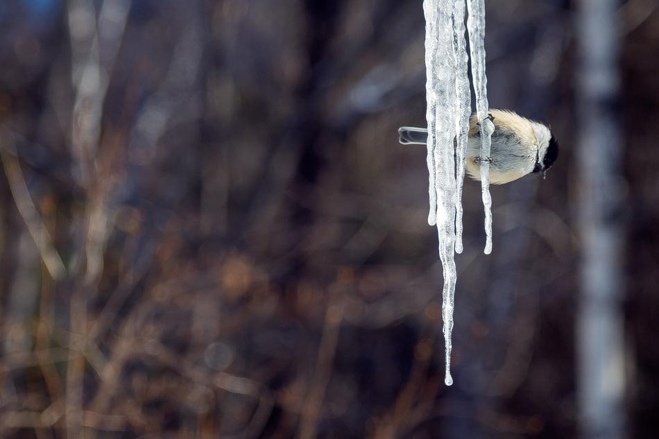 Tit Ice Bird