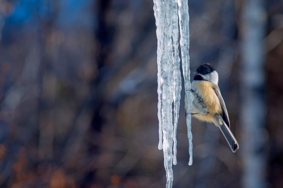 Tit Ice Winter