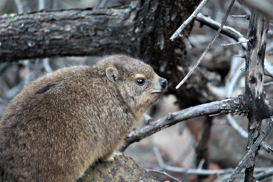 Mammal Animal World