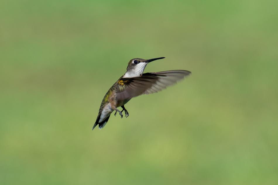 Bird Nature Hummingbird