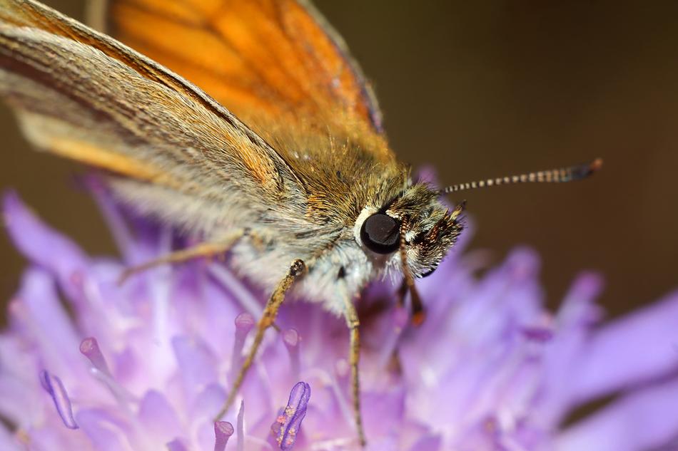 Insect Butterfly blur macro