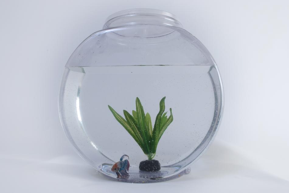 Fish Tank Aquarium