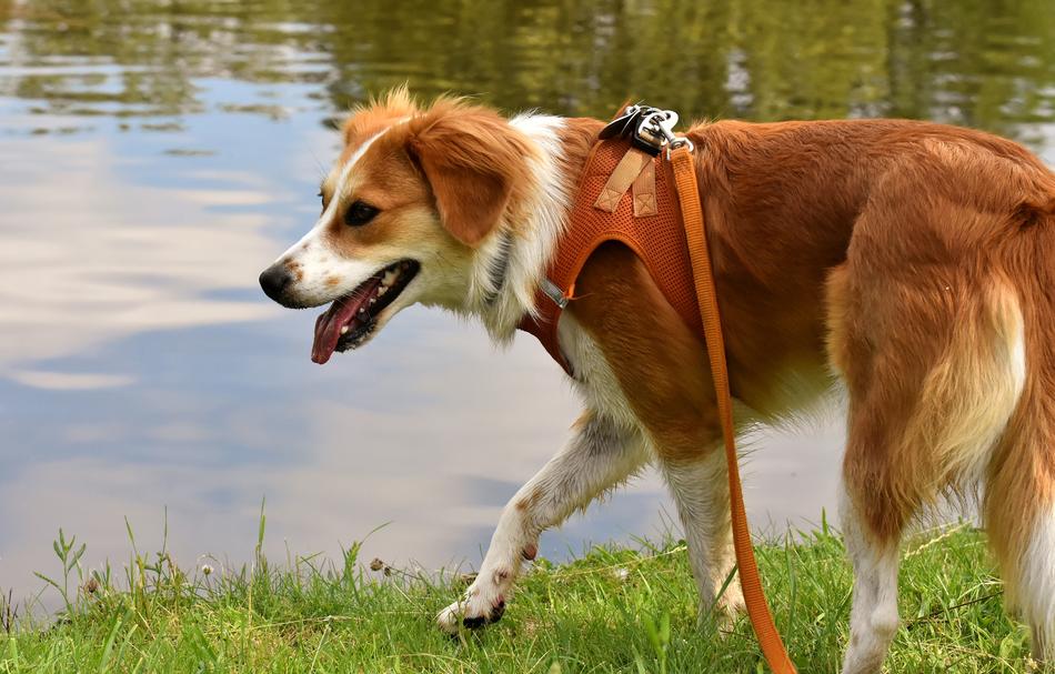 dog walking on a leash near a lake