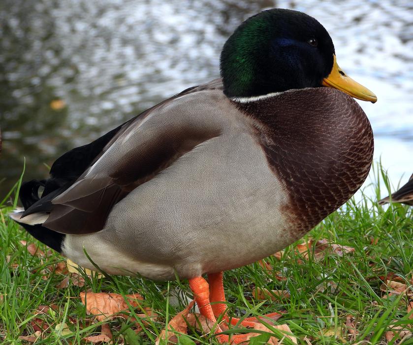 colored duck by the river