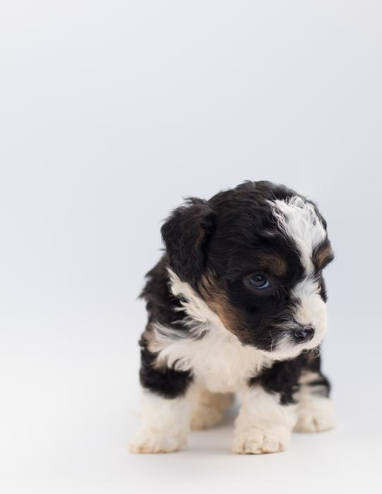 Dog Puppy Doodle