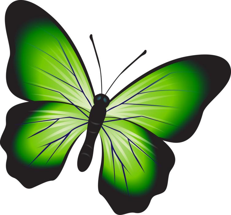 butterfly colorful green insect