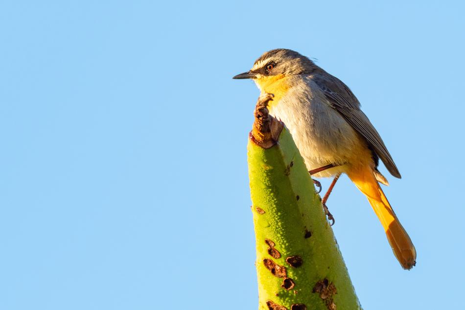 Animal Avian Beak