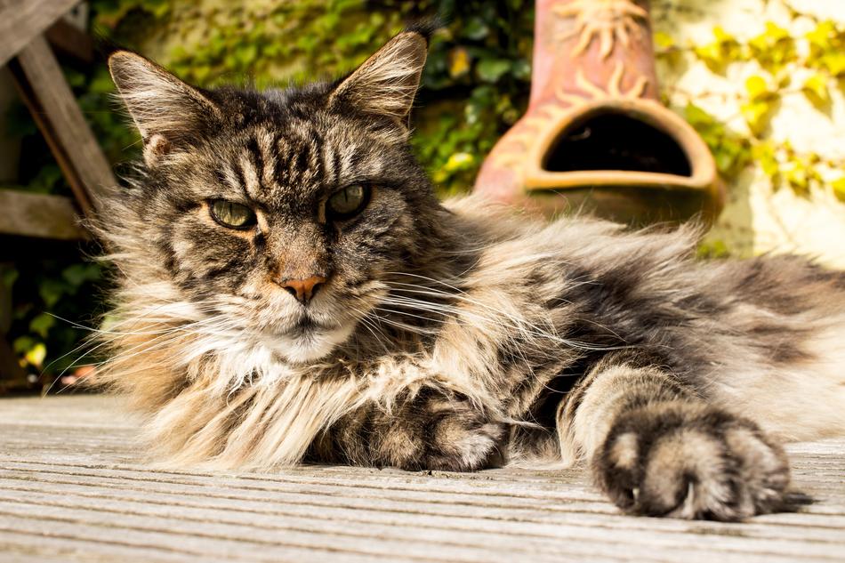 Main Coon Pet Cat Domestic