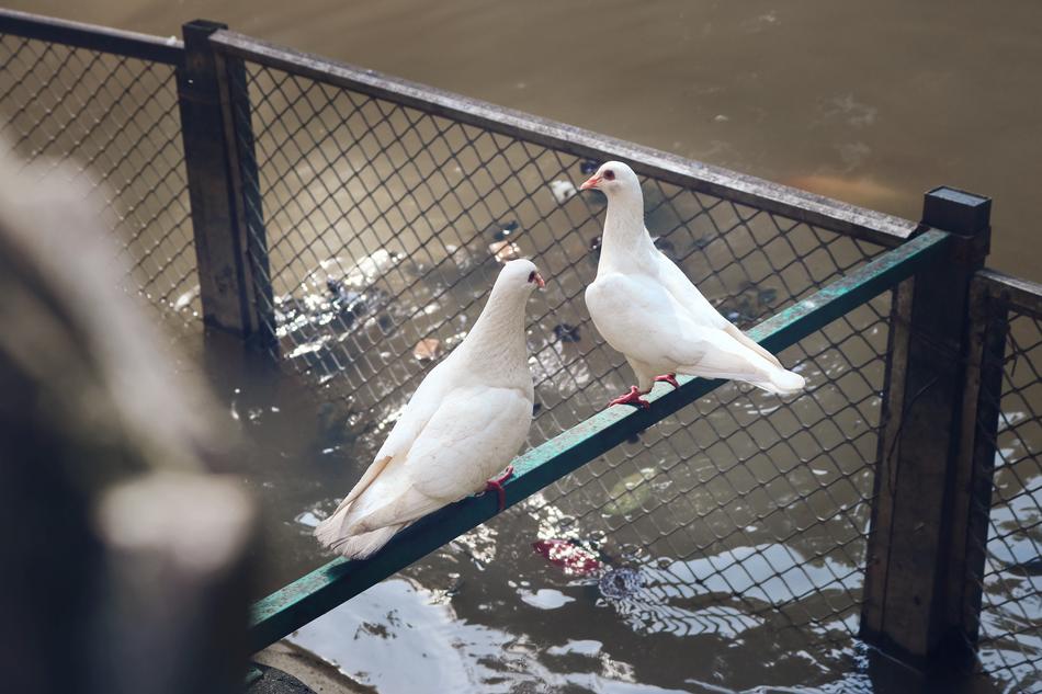Pigeon Prynne Doves
