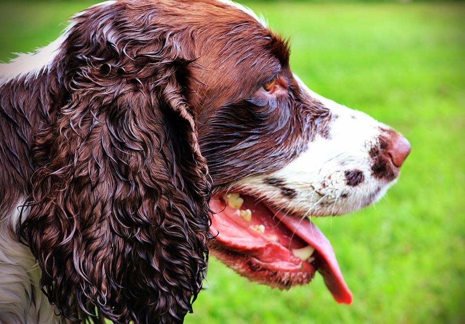 Dog Spaniel Pet
