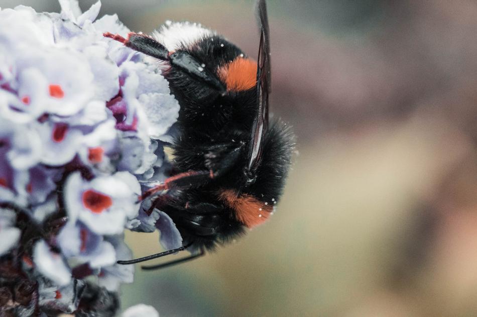 Hummel Bee Wasps
