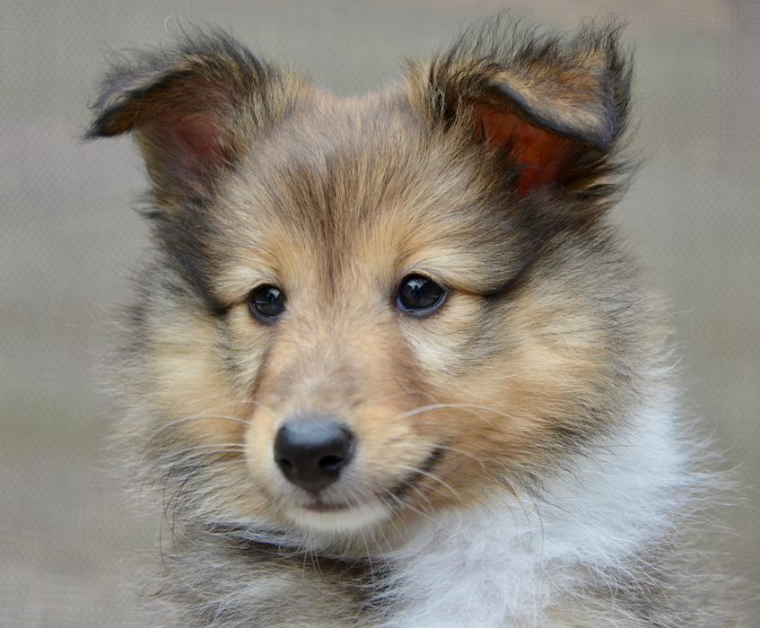 Dog Shetland Sheepdog Pup