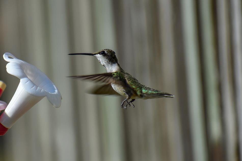 Bird Nature Hummingbird