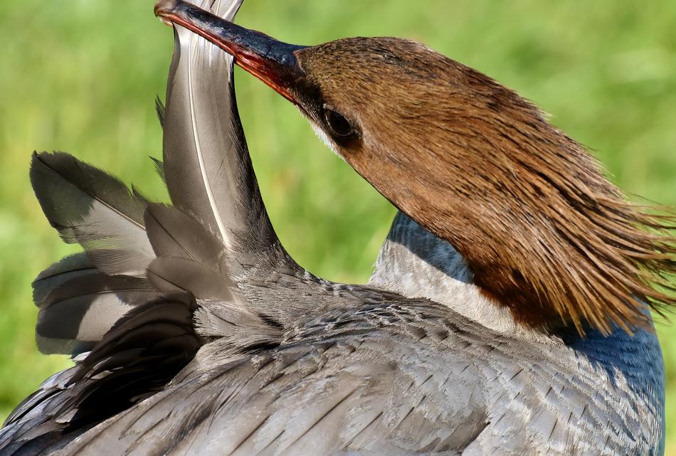 merganser cleans feathers