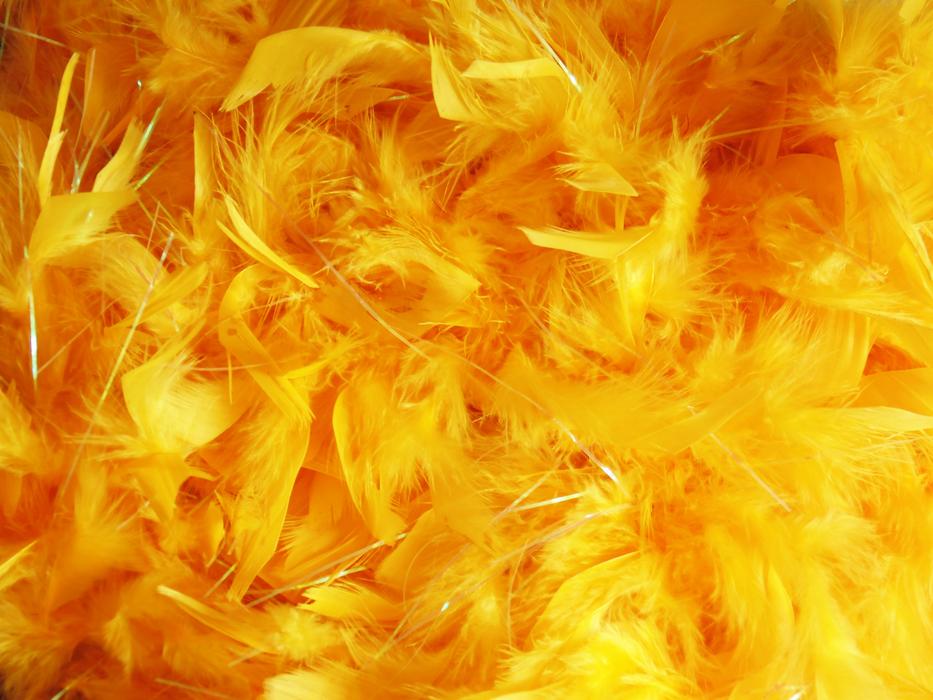 Feathers Background Image Texture