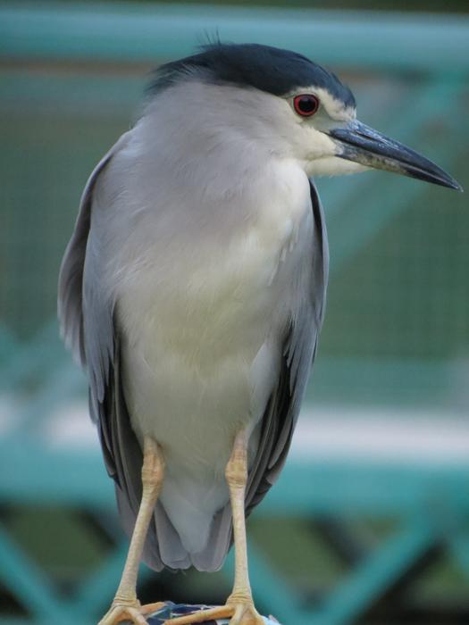 Bird White Blue