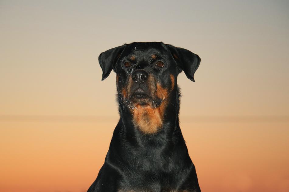 Rottweiler Dog Sunset