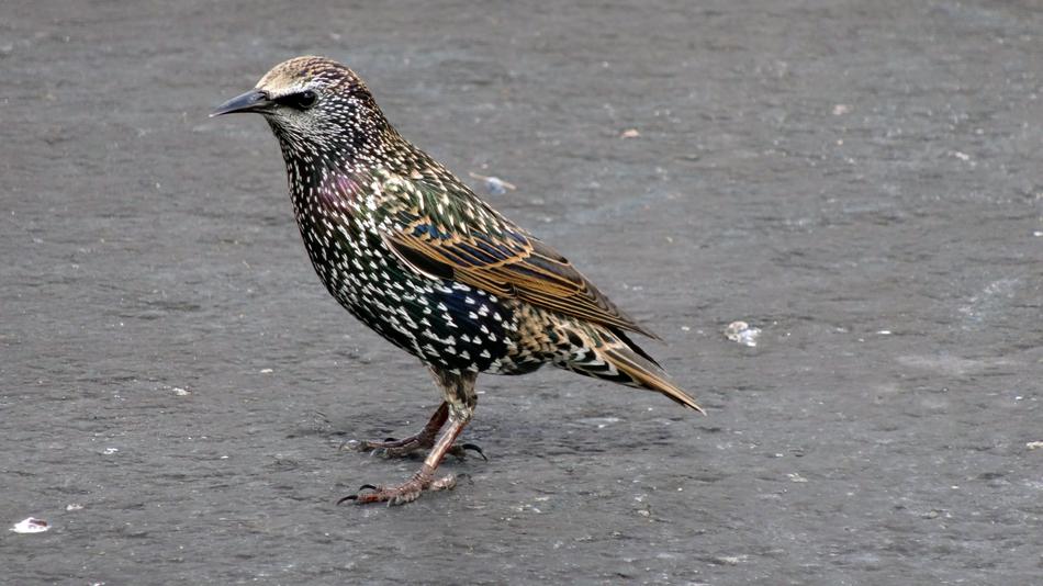 Wild Colorful Bird in Wildlife