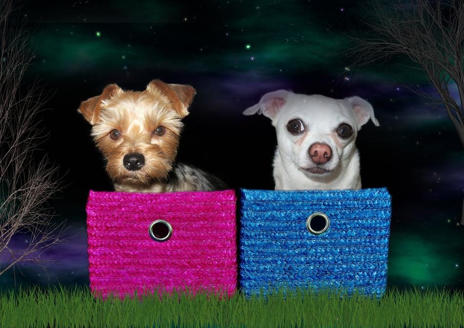 Dogs Yorkshire Terrier Chihuahua