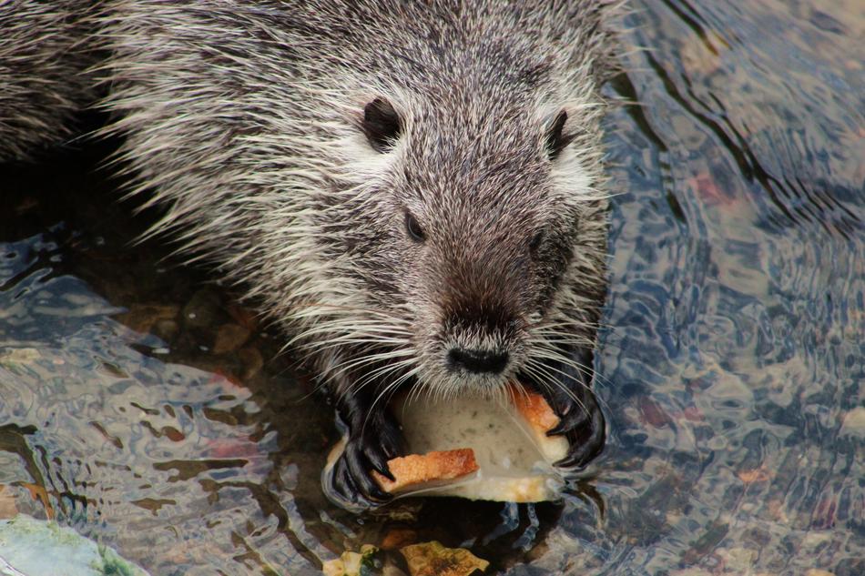 Nutria Rodent Large