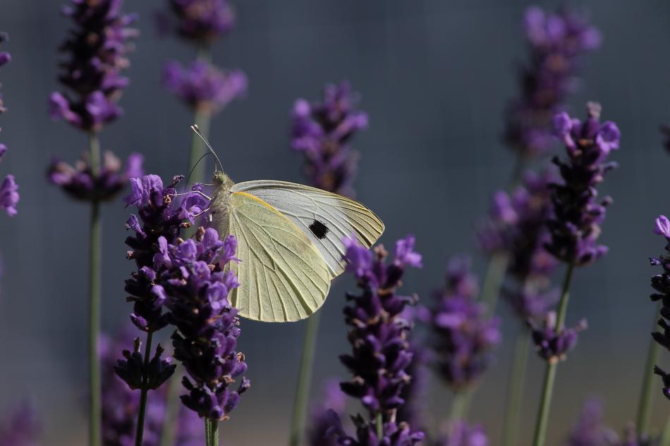 White Pieris Butterfly